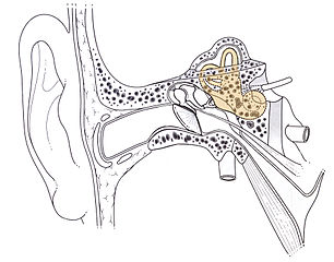 Oreille-Interne-Schema.jpg